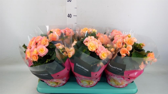 <h4>Begonia elat. DU 'Hailey Sunset'</h4>