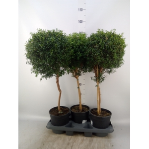 Myrtus communis