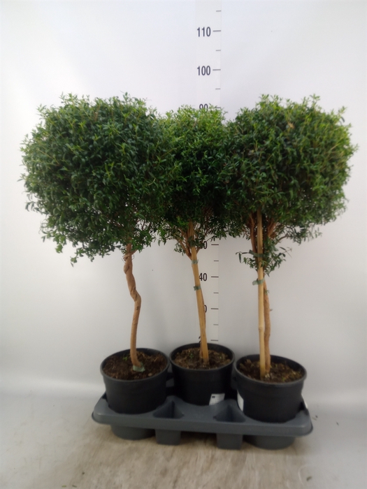 <h4>Myrtus communis</h4>