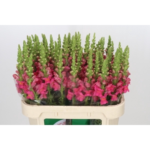 Antirrhinum Potomac Rose