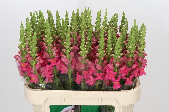 <h4>Antirrhinum Potomac Rose</h4>