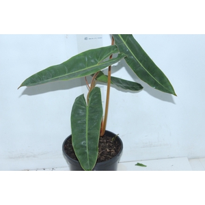 PHILODENDRON BILLIETIAE P17