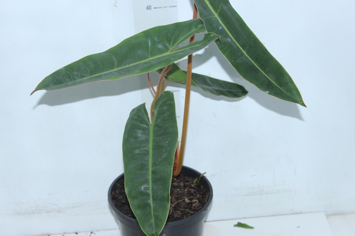 <h4>PHILODENDRON BILLIETIAE P17</h4>