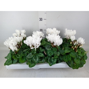 Cyclamen KL 'Compact'