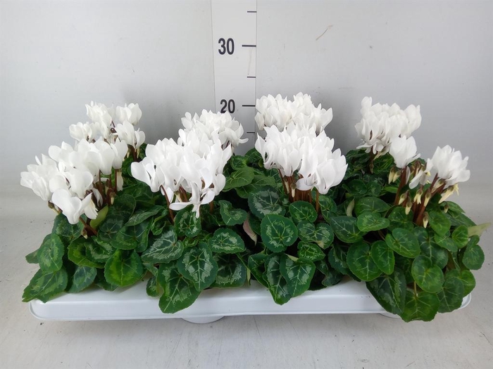 <h4>Cyclamen KL 'Compact'</h4>