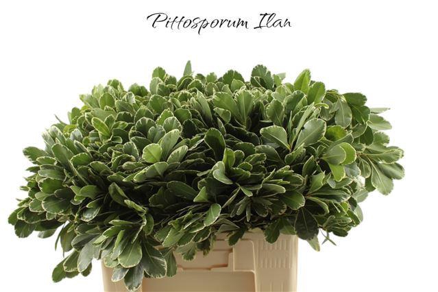 <h4>Pittosp To Ilan</h4>