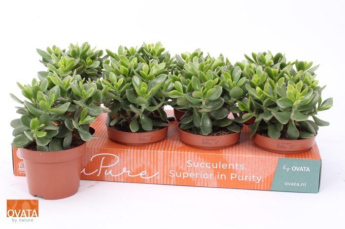 arr8 Crass Minova Magic