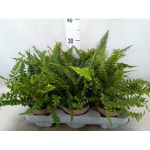 Polystichum tsus-simense