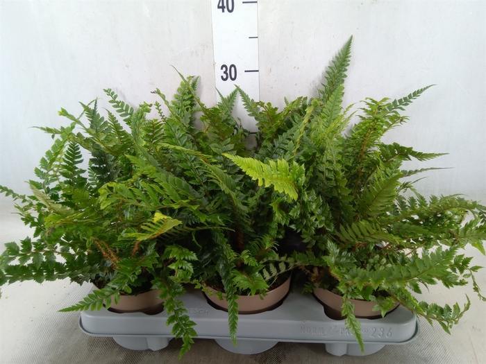 <h4>Polystichum tsus-simense</h4>