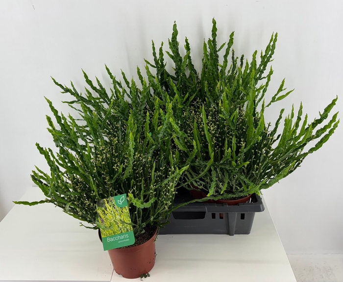 <h4>KUIPPLANTEN</h4>