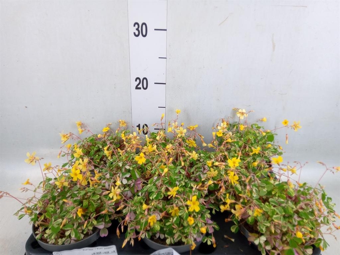 <h4>Oxalis   ...</h4>