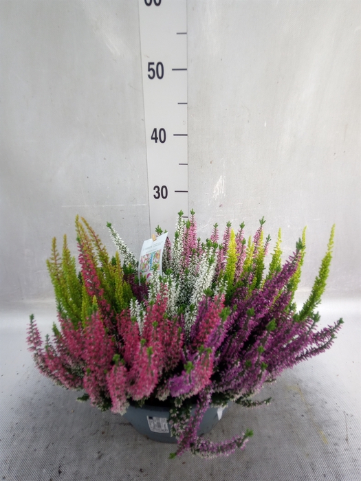 <h4>Calluna vulg. 'Beauty L'  ..mix</h4>