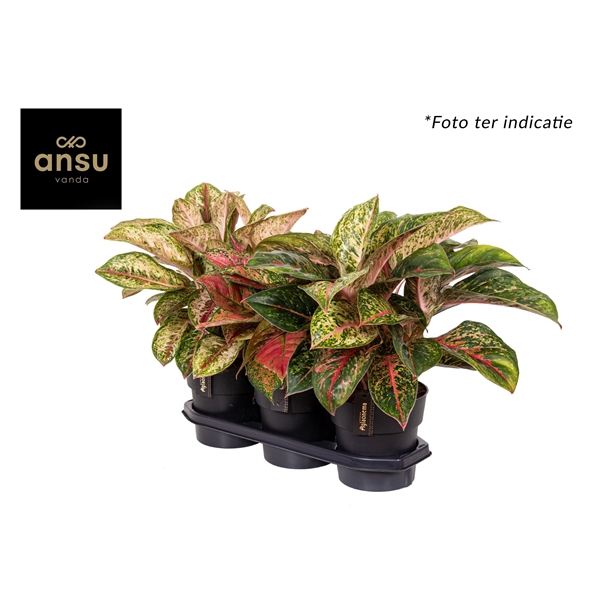 <h4>Aglaonema Exclusive Mix</h4>