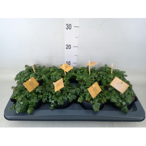 Sedum makinoi 'Kosmosje'