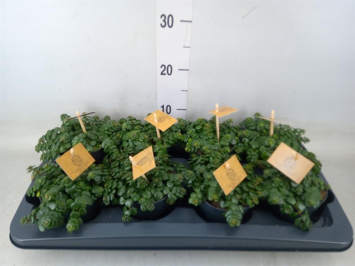 <h4>Sedum makinoi 'Kosmosje'</h4>
