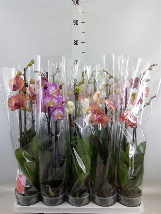 <h4>Phalaenopsis   ...mix</h4>