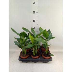 Strelitzia reg.   ...no flowers