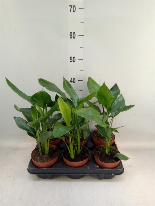 <h4>Strelitzia reg. ...no flowers</h4>