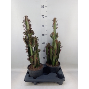 Euphorbia trigona 'Rubra'