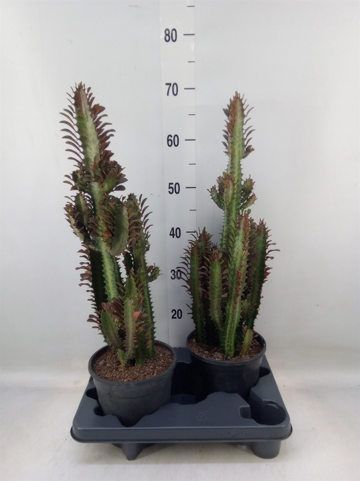 <h4>Euphorbia trigona 'Rubra'</h4>