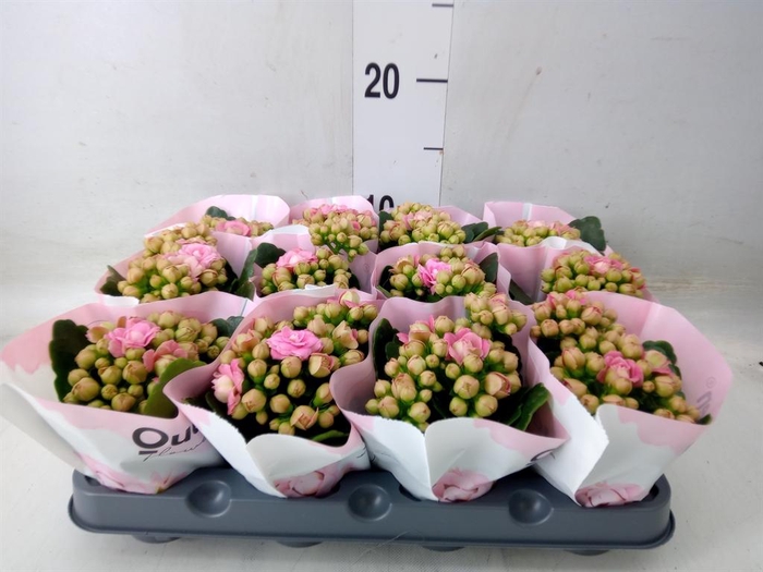 <h4>Kalanchoe blos.   ..</h4>