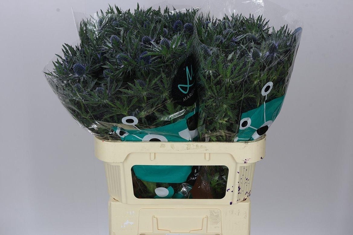 <h4>Eryngium Orion</h4>