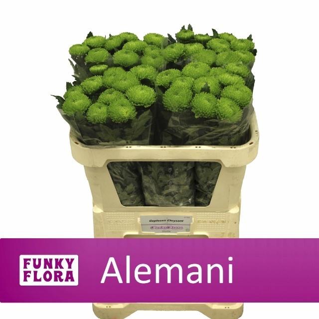 <h4>CHR G ALEMANI</h4>