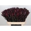 Leucadendron Saf Sunset Dark R.