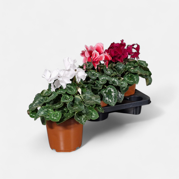 <h4>CYCL GR HAL CURLY</h4>