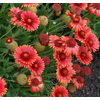 Gaillardia overig