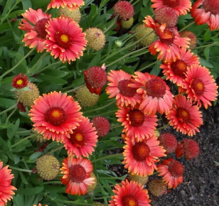 Gaillardia overig