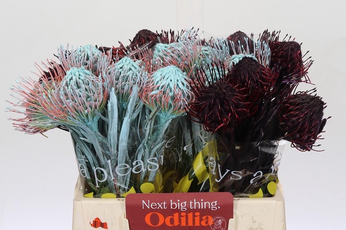 <h4>Nutans Painted Mix</h4>