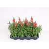 Antirrhinum majus overig