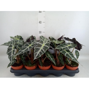 Alocasia amazonica 'Polly'