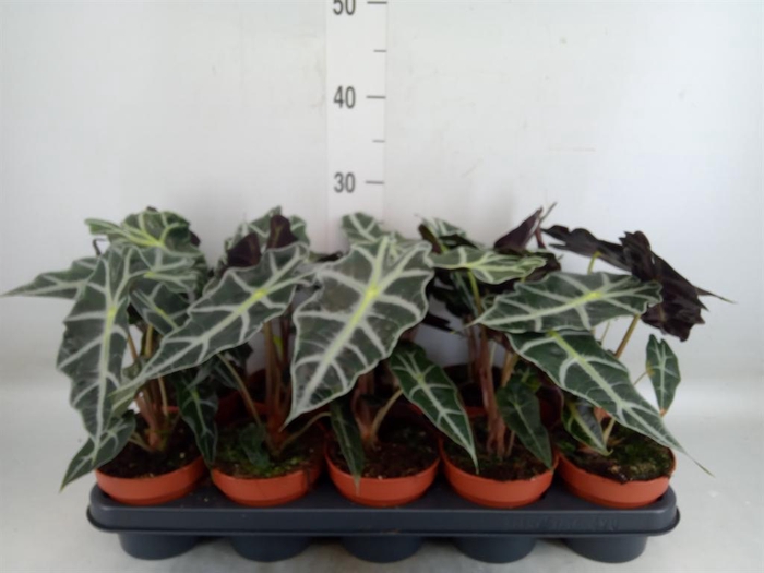 <h4>Alocasia amazonica 'Polly'</h4>