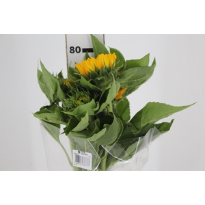 GIRASSOL 070 CM