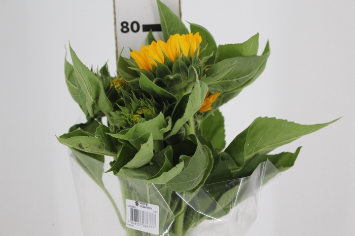 GIRASSOL 070 CM