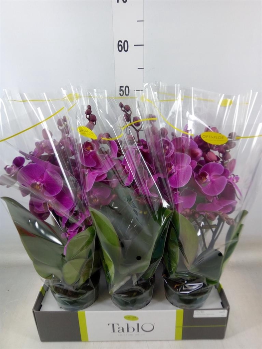 <h4>Phalaenopsis   ...lilac</h4>