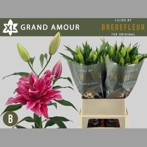 LI OR DU GRAND AMOUR