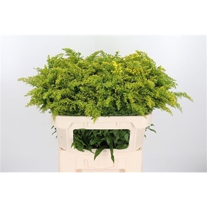 SOLIDAGO GOLDEN GLORY