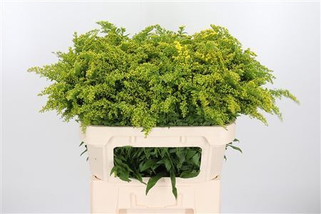 <h4>SOLIDAGO GOLDEN GLORY</h4>