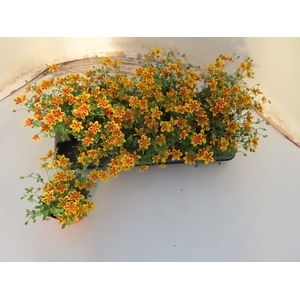 BID YELLOW CHARM