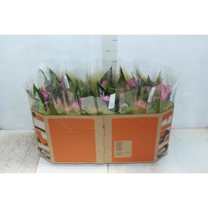 ANTHURIUM ZIZOU P12