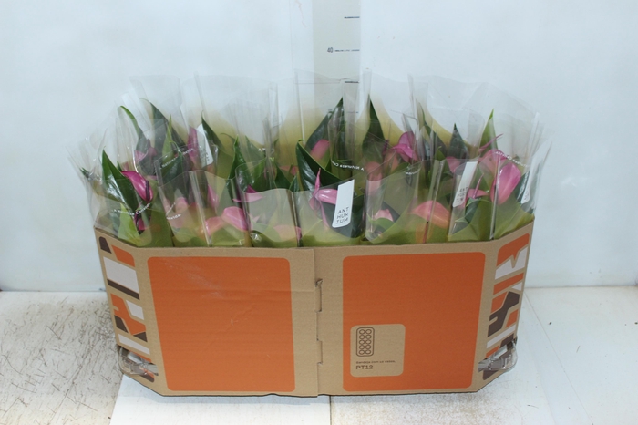 <h4>ANTHURIUM ZIZOU P12</h4>