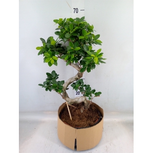 Ficus microcarpa 'Ginseng'