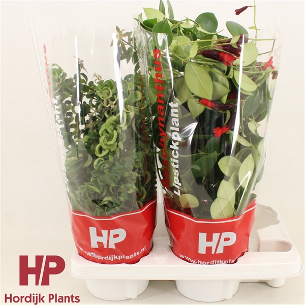 <h4>Aeschynanthus Mix (krul en plat).</h4>