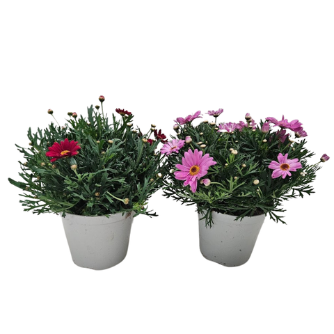 <h4>Anthemis punctata subsp. cupaniana</h4>