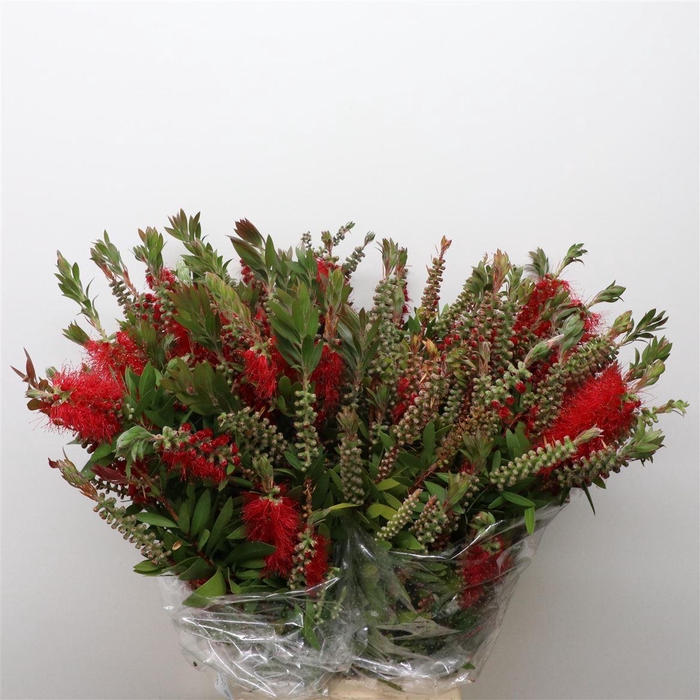 <h4>Callistemon 250gram</h4>