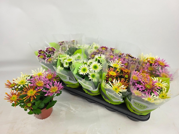 <h4>CHRYS SPLASH GEM</h4>