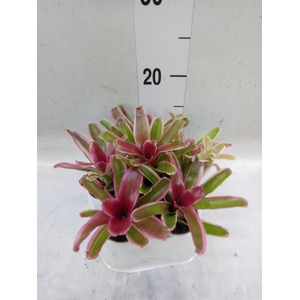 Nidularium  'Fire Ball Striped'